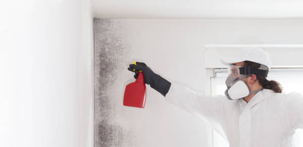 Best Mold Removal Near Me  in Freemansburg, PA