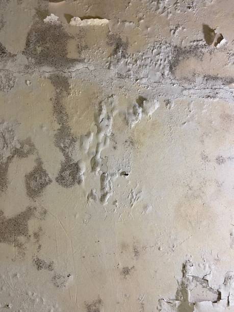 Best Fast Mold Removal  in Freemansburg, PA