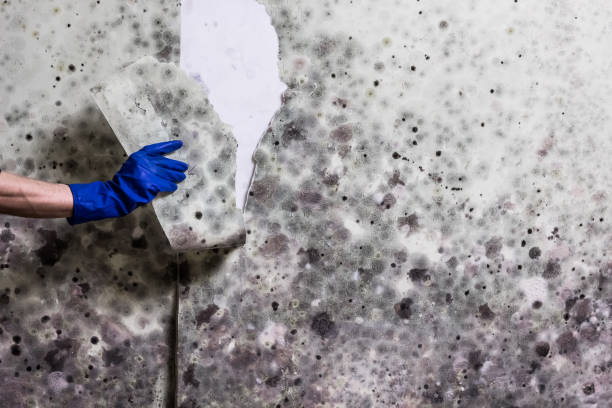 Certified Mold Removal in Freemansburg, PA