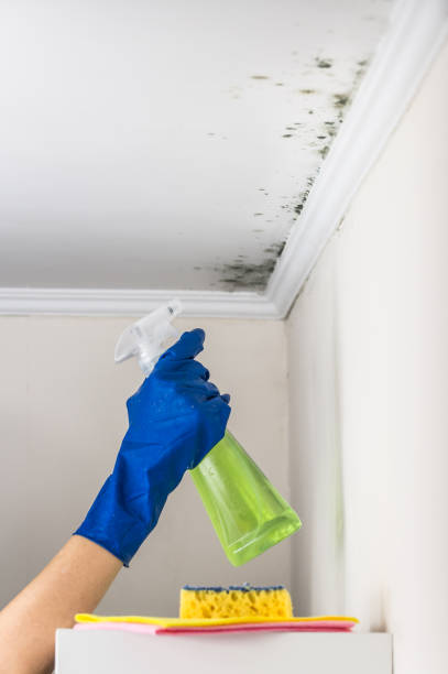 Best Professional Mold Removal  in Freemansburg, PA